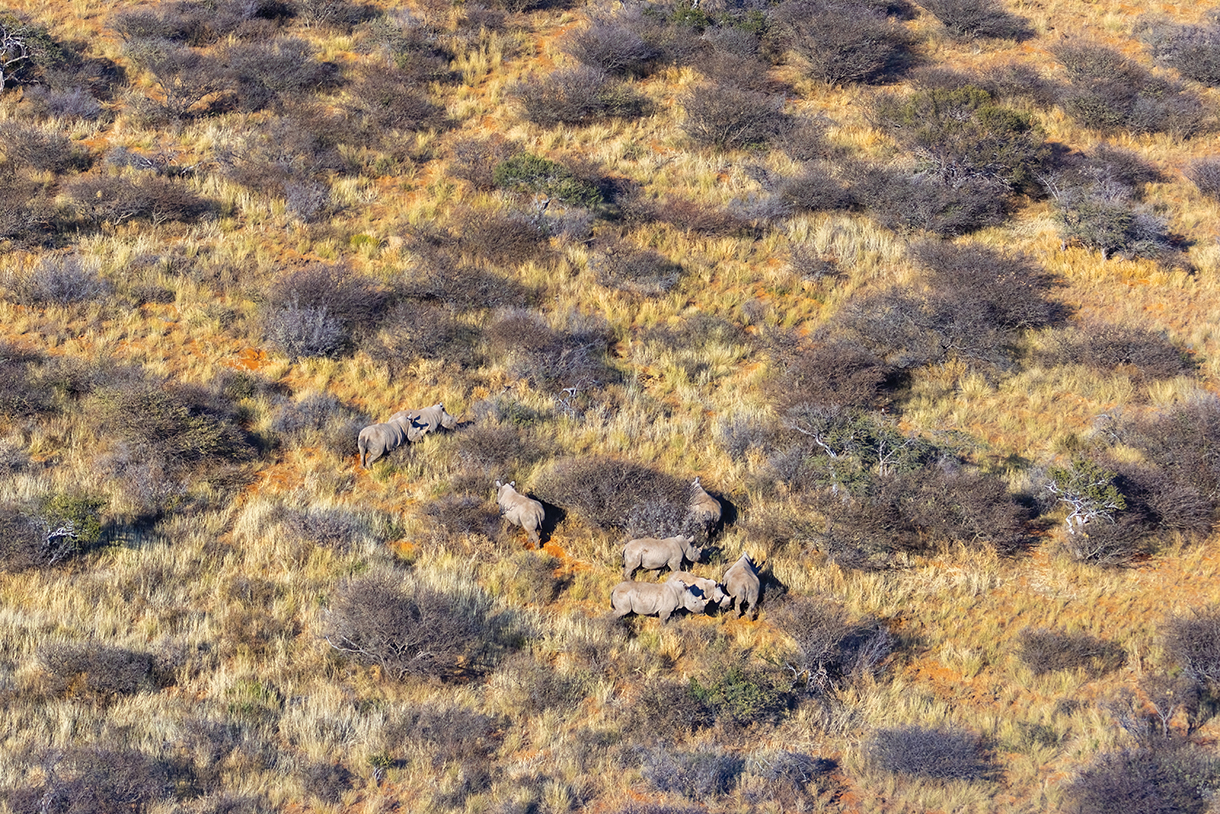 Bird’s eye view of rhino’s from a helicopter in Tswalu, South Africa